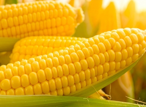 Maize crop nearing harvest