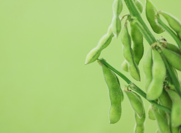 Soya plants with maturing pods