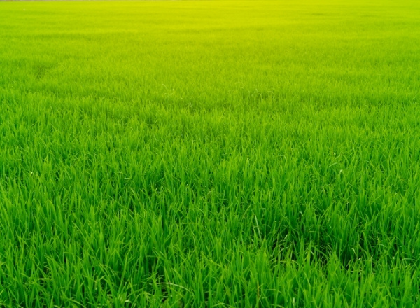 Rice crop in the field