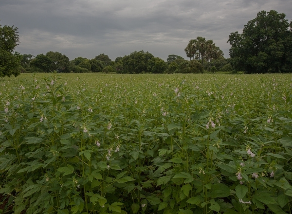 Sesame crop in flower