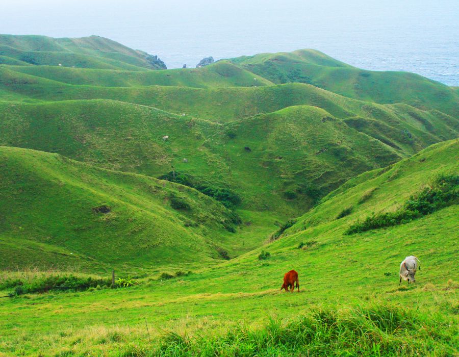 Cattle grazing on the hills of the Kivu region